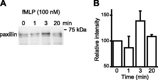 Figure 3. Inside-out signaling induces paxillin association with high-affinity α4 integrins. (A) Formyl peptide receptor-transfected U937 cells were stimulated with fMLP (100 nM) for the indicated time prior to lysis and precipitation of cell lysates with VCAM-1/Fc (7 mg/lane). A representative Western blot probed for paxillin (1 of 4 experiments) is shown. (B) Blots from all 4 experiments were analyzed by densitometry and normalized to the 0 time point. The mean ± SEM is shown.