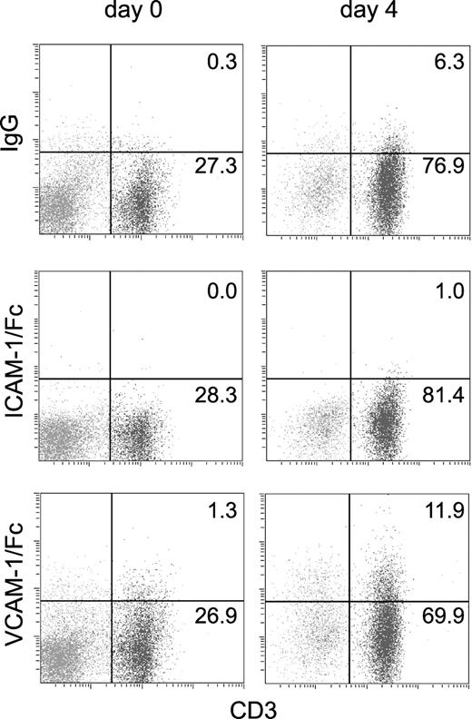 Figure 7. T-cell activation with antigen induces a small increase in VCAM-1/Fc binding. VCAM-1/Fc, ICAM-1/Fc, and human IgG binding to CD3+ and CD3- splenocytes isolated from (2Cxdm2)F1 mice that express a transgenic TCR specific for Ld was determined by flow cytometry. Binding was measured prior to (day 0) and after 4 days of culturing with irradiated Ld splenocytes (day 4). The percent of cells in CD3+ quadrants is indicated. Representative data from 1 of 3 experiments are shown. The cell surface expression of α4 integrins was unchanged in antigen-challenged cells.