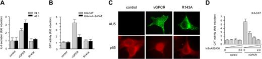 Figure 1. vGPCR induces IL-6 secretion by stimulating the transcription factor NF-κB. (A) Secretion of IL-6 in media conditioned by 293T cells expressing GFP (control), vGPCR (vGPCR), or the inactive mutant vGPCR R143A (R143A). (B) Transcriptional activation of the IL6 promoter induced by vGPCR is dependent on the κB site in COS-7 cells. (C) Expression of vGPCR, but not vGPCR R143A (R143A) or GFP (control), in COS-7 cells induces the translocation of RelA (p65) to the nucleus. (D) Inhibition of vGPCR induction of pIL6-CAT by overexpression of increasing concentrations of the NF-κB inhibitor, IκBαA32A36, in COS-7 cells. Data represent the mean ± SEM of triplicate samples from a typical experiment and are expressed as fold induction with respect to control.