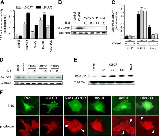 Figure 2. vGPCR induces activation of Rac but not Rho. (A) Activated mutants of all 3 small G proteins (RhoA, Rac1, and Cdc42) can induce NF-κB activation and IL-6 transcription, similar to vGPCR, in COS-7 cells. (B) 293T cells expressing vGPCR or vGPCR R143Q (R143Q) did not demonstrate elevated levels of active Rho in the absence (-) or presence (+) of 50 nM IL-8 (1 minute) with respect to GFP-expressing cells (control). Similar results were obtained using longer exposure to agonist. The DH/PH domain of PDZ-Rho-GEF was used as a positive control. (C) Transcriptional activation through the κB site by vGPCR in COS-7 cells is not inhibited by treatment with C3 toxin. Gα13 was used as a positive control for C3 toxin effects. Data in panels A and C represent the mean ± SEM of triplicate samples from a typical experiment, expressed as fold induction with respect to control. (D) 293T cells expressing vGPCR had elevated levels of active Rac in the absence (-) or presence (+) of 50 nM IL-8 (1 minute). Agonist-dependent vGPCR mutant (R143Q) only induced activation of Rac in presence of IL-8. The constitutively active Rac GEF, truncated TIAM (TIAM1 C1199), was used as a positive control. (E-F) PAE cells transfected with vGPCR and Rac WT had elevated levels of active Rac (E) and demonstrated Rac-like morphology (F). Cells were fixed and stained with phalloidin-specific antibodies to label the actin cytoskeleton. Arrows indicate membrane ruffling (vGPCR and RacQL) or filopodia (Cdc42QL). Pictures are representative of 3 independent experiments. PAE cells transfected with expression vectors for RhoAQL, Rac1QL, or Cdc42QL were used as controls.