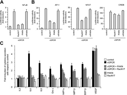 Figure 3. Rac1 activation is involved in transcriptional regulation and cytokine secretion. (A) Dominant negative RacN17 and Rac inhibitor PAKN block vGPCR stimulation of a κB-responsive element in COS-7 cells. (B) Dominant negative RacN17 and Rac inhibitor PAKN also block vGPCR stimulation of AP-1 and NF-AT but not CREB-responsive element in COS-7 cells. Data represent the mean ± SEM of triplicate samples from a typical experiment and are expressed as fold induction with respect to control. (C) Dominant negative RacN17 and Rac inhibitor PAKN block secretion of cytokines in conditioned media from transiently transfected 293T cells.
