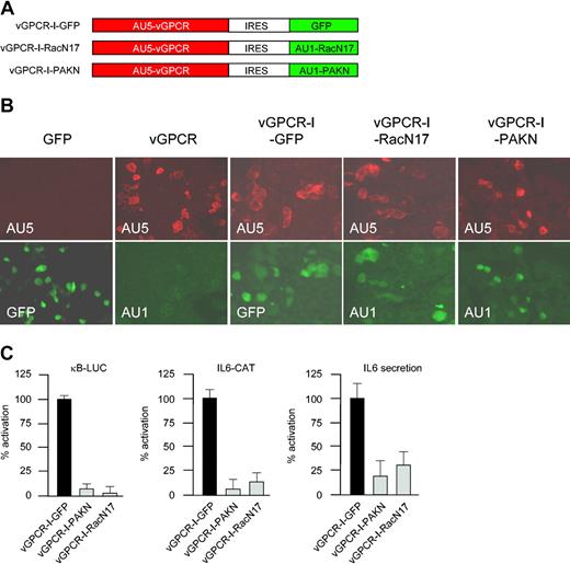 Figure 4. Coexpression of vGPCR with dominant negative Rac constructs using an IRES system. (A) Schematic representation of the bicistronic constructs encoding the vGPCR and GFP, RacN17, or PAKN. (B) Immunofluorescence demonstrating coexpression both of vGPCR and GFP, RacN17, or PAKN in COS-7 cells transfected with IRES constructs. (C) COS-7 cells coexpressing both vGPCR and RacN17 or PAKN fail to stimulate NF-κB or induce IL-6 transcription. 293T cells coexpressing both vGPCR and RacN17 or PAKN fail to induce IL-6 secretion. Data represent the mean ± SEM of triplicate samples from a typical experiment and are expressed as percent of luciferase activity, CAT activity, or IL-6 secretion levels with respect to vGPCR-I-GFP–expressing cells.