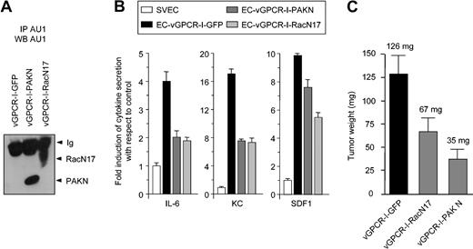 Figure 5. Inhibition of Rac1 blocks vGPCR tumorigenesis. (A) Western blot demonstrating expression of RacN17 or PAKN in immortalized endothelial cells (SVECs) stably expressing bicistronic constructs (EC-vGPCR-I-GFP, EC-vGPCR-I-PAKN, or EC-vGPCR-I-RacN17). (B) EC-vGPCR-I-PAKN and EC-vGPCR-I-RacN17 show reduced secretion of cytokines with respect to EC-vGPCR-I-GFP. (C) EC-vGPCR-I-GFP, EC-vGPCR-I-PAKN, or EC-vGPCR-I-RacN17 was used to generate tumors in 8-week-old athymic nu/nu mice. Mice were killed after 8 weeks. Tumors formed from EC-vGPCR-I-GFP were significantly larger than those formed from EC-vGPCR-I-PAKN or EC-vGPCR-I-RacN17. Data represent the mean ± SEM of 10 tumors from a typical experiment. Average tumor weight is indicated.