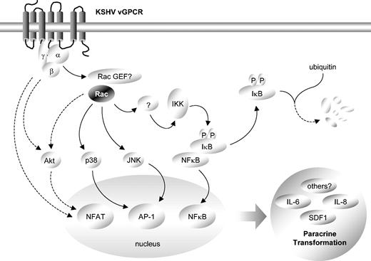 Figure 7. Schematic representation of critical role of Rac1 in vGPCR paracrine neoplasia. Constitutive stimulation of Rac1 by vGPCR likely leads to phosphorylation of IκB. Phosphorylation targets IκB for ubiquitin-mediated degradation, releasing NF-κB, which then translocates to the nucleus to promote cytokine transcription. Concurrently, Rac1 activation of JNK and p38 may facilitate AP-1–dependent transcription while both Rac1-dependent and -independent signaling pathways may lead to the activation of Akt and the transcription factor NFAT. Transcriptional activation by Rac1 ultimately drives vGPCR paracrine neoplasia.