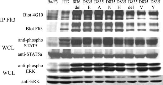 Figure 1. FLT3 activation loop mutations constitutively activate FLT3 and its downstream effectors, STAT5 and ERK. Cell lysates of mutants were prepared from Ba/F3 cells, grown in the absence of IL-3, stably expressing FLT3-ITD or FLT3 activation loop mutations. Negative control cell lysates were prepared from untransfected Ba/F3 cells starved of IL-3 overnight. Immunoprecipitation (IP) with anti-FLT3 antibody was performed, resolved by SDS-PAGE, and immunoblotting was performed with antiphosphotyrosine antibody or anti-FLT3 antibody, as indicated. Whole cell lysates (WCL) were also resolved by SDS-PAGE, then immunoblotted with anti-phospho-STAT5, anti-phospho-ERK, anti-STAT5, or anti-ERK antibodies, as indicated.