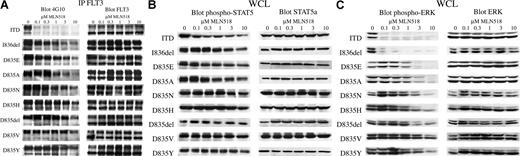 Figure 3. MLN518 inhibits autophosphorylation of FLT3 and phosphorylation of downstream effectors, STAT5 and ERK, in a pattern similar to that seen for cellular proliferation. (A) MLN518 inhibits FLT3 autophosphorylation. Ba/F3 cells stably expressing FLT3-ITD or FLT3 activation loop mutations were incubated with increasing concentrations of MLN518 for 30 minutes. Cell lysates were prepared, immunoprecipitated (IP) with anti-FLT3 antibody, resolved by SDS-PAGE, then immunoblotted with antiphosphotyrosine antibody or anti-FLT3 antibody, as indicated. (B) Inhibition of downstream STAT5 phosphorylation by MLN518. Whole-cell lysates (WCL) prepared as above were also resolved by SDS-PAGE, then immunoblotted with anti-phospho-STAT5 or anti-STAT5 antibodies, as indicated. (C) Inhibition of downstream ERK phosphorylation by MLN518. Whole-cell lysates prepared as above were also resolved by SDS-PAGE, then immunoblotted with anti-phospho-ERK or anti-ERK antibodies, as indicated.