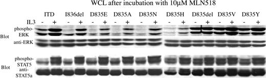 Figure 4. Phosphorylation of STAT5 and ERK, downstream effectors of FLT3, is restored by the addition of IL-3 even after incubation with a high concentration of MLN518. Ba/F3 cells stably expressing FLT3-ITD or FLT3 activation loop mutations were incubated in 10 μM MLN518 for 30 minutes, with or without the addition of IL-3 for 5 minutes at the end of the incubation, as indicated. Whole-cell lysates (WCL) were prepared, resolved by SDS-PAGE, then immunoblotted with antiphospho-STAT5, anti-STAT5, anti-phospho-ERK, or anti-ERK antibodies, as indicated.