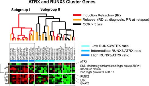 Figure 4. Hierarchic clustering FLT3-MU samples supervised by SAM-derived RUNX3 cluster (12 genes) and ATRX gene. SAM-derived RUNX3 cluster identified a significantly different gene expression pattern that correlated with clinical outcome. The ATRX helicase had an inverse correlation with expression level of RUNX3. Cases with poor outcome had elevated RUNX3 expression and low expression of ATRX.