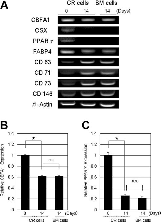 Figure 2. Gene expression profile of CR cells and BM cells. RNA was prepared from CR cells just after collagenase digestion, 14 days after plating Passage 0 CR cells, and 14 days after plating Passage 0 BM cells. (A) Reverse transcription-PCR analysis. CBFA1 indicates core binding factor alpha 1; OSX, Osterix; PPARγ, peroxisome proliferator activated receptor γ; and FABP4, fatty acid binding protein 4. (B-C) Quantification analysis used by real-time PCR analysis for CBFA-1 (B) and PPARγ (C). β-actin was used as an internal control. The data are expressed as mean ± SD (n = 3). *P < .01; n.s. indicates not significant.