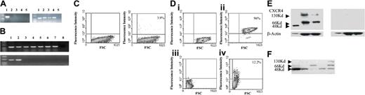 Figure 1. CXCR4 expression in MSC cultures. (A) RT-PCR for CXCR4 expression using the sets of primers for the 668-bp amplicon (left panel) and β-actin expression (right panel). Lane 1 indicates PHA-activated PBMCs; lanes 2 to 4, MSC cultures passage 1 to 2; and lane 5, negative control. (B) RT-PCR for β-actin (top panel) and CXCR4 (bottom panel) expression. Lanes 1 to 2 indicate PHA-activated PBMCs; lanes 3 to 7, MSC cultures at passage 5 to 8; and lane 8, negative control. (C) A representative example of extracellular expression of CXCR4 in MSC cultures by antibody staining (right panel) and isotype-matched control (left panel). FSC indicates forward scatter. (D) A representative example of intracellular expression of CXCR4 in MSC cultures (i, isotype-matched control; ii, CXCR4 antibody staining) and in CD34+ bone marrow cells (iii, isotype-matched control; iv, CXCR4 antibody staining). (E) Western blot analysis using an anti-CXCR4 antibody alone (top left panel) or preadsorbed with a peptide blocking the antibody's binding domain (top right panel) and β-actin expression (bottom panels). Lane 1 indicates Jurkat cell line; and lanes 2 to 3, MSC cultures. (F) Western blot analysis of cellular extracts from MSC cultures treated with PNGase to remove N-glycosylation. Lane 1 indicates Jurkat cell line; lanes 2 and 4, MSC cultures following treatment with PNGase; and lanes 3 and 5, MSC cultures in absence of PNGase.