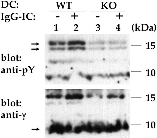 Figure 4. Impaired FcR γ-chain tyrosine phosphorylation. Control (WT) or GPI-anchor-deficient (KO) DCs were incubated without (-) or with (+) IgG-ICs and lysed. The FcR γ-chain was immunoprecipitated and was detected by antiphosphotyrosine (anti-pY; top blot) and anti γ-chain (anti-γ; bottom blot) Abs using immunoblotting. Lane 1 indicates unstimulated WT DCs; lane 2, WT DCs stimulated with IgG-ICs; lane 3, unstimulated KO DCs; and lane 4, KO DCs with IgG-ICs. Nonphosphorylated γ-chain migrated around approximately 9 to 10 kDa, typically appearing as a rather blurry band (arrow in bottom blot), phosphorylated γ-chain appeared as 2 bands around 15 kDa (arrows in top blot). IgG-IC-induced FcR γ-chain phosphorylation is impaired in GPI-anchor-deficient cells. Shown is the result of 1 representative experiment of 3.