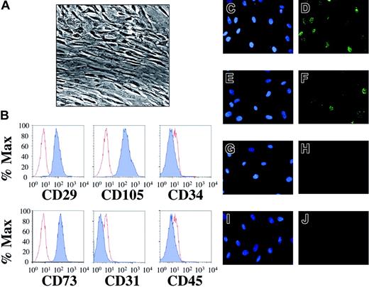 Figure 1. Mesenchymal stem cells isolated from human fetal bone marrow harbor latent KSHV. Following extraction from human fetal bone marrow, hematopoietic cells were incubated with a stem cell enrichment media and maintained in tissue culture under optimal conditions for mesenchymal stem cell growth (“Study design”). (A) Phase contrast microscopy (original magnification × 40, Nikon Eclipse TE2000-E, Improvision Software, Improvision, Lexington, MA) reveals confluent layers of elongated cells with reduced nuclear-cytoplasmic ratios. (B) Flow cytometric staining demonstrates that greater than 99% of the cells expressed cell surface CD29, CD73, and CD105 (dark histograms) compared to isotype controls (light histograms). In contrast, cell surface expression of CD31, CD34, and CD45 was absent. This staining pattern identified the population of cells isolated as MSCs (“Results and discussion”) and remained unchanged for at least 3 weeks after infection (not shown). MSCs were incubated with concentrated KSHV (C-D), induced BCBL-1 cells (E-F), UV-inactivated KSHV (G-H), or uninduced BCBL-1 cells (I-J). Forty-eight hours later, indirect IFA for the latency-associated nuclear antigen (LANA) revealed KSHV infection with either route of infection (D, F), giving rise to the punctate intranuclear staining pattern (green dots) characteristic of LANA expression. The controls (H, J) lacked LANA reactivity. Of note, infection with concentrated KSHV led to a higher rate of infection than did BCBL-1 coculture at the donor-to-target-cell ratios employed in this experiment (compare D to F). Omission of polybrene in cell-free experiments also led to infection but with approximately one third the efficiency (data not shown). Nuclei were counterstained with DAPI (4′6-diamino-2-phenylindole) (C, E, G, I).