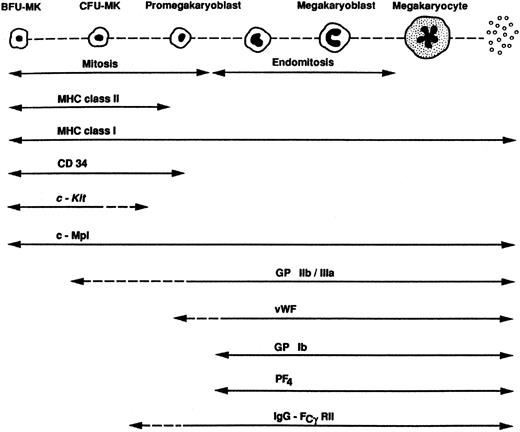 Figure 1. Differentiation markers of the megakaryocytic lineage. BFU-MK indicates megakaryocytic burst-forming unit; CFU-MK, megakaryocytic colony-forming unit; MHC, major histocompatibility complex; CD, cluster designation; c-Kit, cellular Kit gene that encodes for the receptor to stem cell factor.