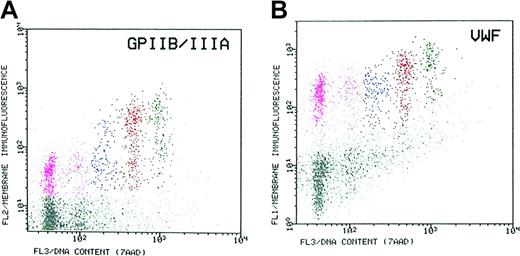 Figure 4. Coexpression of von Willebrand factor (VWF) and of GPIIb/IIIa by marrow MKs. The megakaryocytes were simultaneously labeled with fluoresceinated-MoAb to VWF and PE-labeled MoAb to the lineage-specific GPIIb/IIIa complex (CD41a) and stained with 7AAD for measurement of cell DNA content. The megakaryocytic cells are highly resolved from the general marrow cell population by virtue of their distinct expression level. (A) Resolution of marrow MKs by expression of GPIIb/IIIa. (B) Resolution of MKs by the expression of VWF. Small (2N/4N) MKs express a high level of VWF relative to that of the more mature 16N MKs (ratio = 0.5), as compared with the relative expression of GPIIb/IIIa in the same cell populations (ratio = 0.2). Thus, the expression of VWF is a sensitive marker for identification of young marrow MKs.