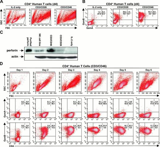 Figure 4. Purified human CD4+ T lymphocytes demonstrate activation-dependent expression of granzyme B but not granzyme A. (A) Human CD4+ T lymphocytes exhibit a differential increase in side scatter (SSC)/granularity and forward scatter (FSC)/size when activated by IL-2, CD3/CD28, or CD3/CD46. (B) Granzyme B expression in human CD4+ T cells activated by IL-2, CD3/CD28, or CD3/CD46. (C) Western blot analysis for perforin expression (top panel) in purified human CD4+ T lymphocytes activated by IL-2, CD3/CD28, or CD3/CD46. Partially purified perforin is shown as a positive control. The Western blot was reprobed (bottom panel) with an antiactin antibody to assess for protein loading. (D) Representative FACS analysis demonstrating the kinetics of activation and granzyme expression in CD3/CD46-stimulated CD4+ T lymphocytes over 6 days. Data shown are representative of 3 or more independent donor samples. Percentages of total cells in each quadrant are indicated in the upper right corner of each subpanel in panels B and D.