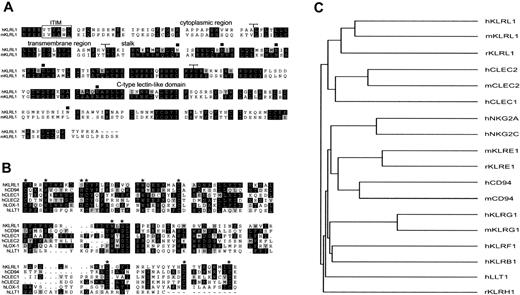 Figure 1. Multiple alignment of KLRL1 with closely related KLR family receptors. Alignment was performed with the GCG package and minimally adjusted manually. Identical residues are boxed in black, and similar residues are in gray. (A) Alignment of human and mouse KLRL1. Approximate domain boundaries are indicated for the cytoplasmic, transmembrane, stalk, and C-type lectinlike domains (CTLDs). Putative N-glycosylation sites are shown by boxes. (B) Multiple alignment of CTLDs of KLRL1 and closely related KLR family members. Asterisks indicate positions of the conserved invariant residues characteristic of CTLDs. (C) Dendrogram displaying total amino acid identity among some KLR family members. Human, mouse, and rat KLRL1 constitute a separate branch of the KLRs, most closely related to CLEC2 and CLEC1. The GenBank accession numbers of the analyzed sequences are AF247788 (hKLRL1), NM_177686(mKLRL1), XM_232420 (rKLRL1), NM_016509 (hCLEC2), AF201457 (mCLEC2), AF200949 (hCLEC1), AF023840 (hNKG2A), AJ001684 (hNKG2C), AY100458 (mKLRE1), AF486186 (rKLRE1), U30610 (hCD94), AF030311 (mCD94), NM_005810 (hKLRG1), NM_016970 (mKLRG1), NM016523 (hKLRF1), NM_002258 (hKLRB1), AF133299 (hLLT1), and AF416564 (rKLRH1).