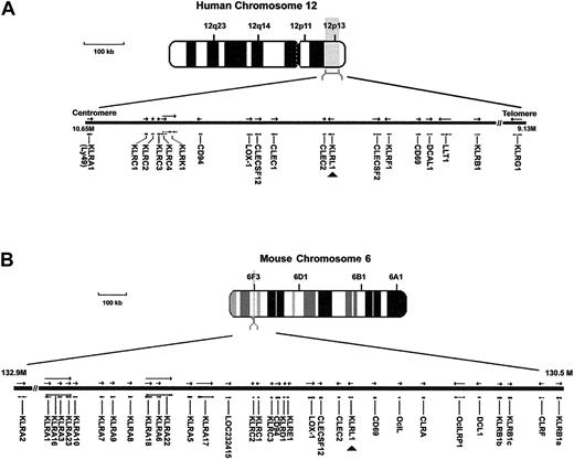 Figure 2. Chromosomal location of the KLRL1 gene. Physical map of the region constituting the KLR family gene cluster within (A) the human NK gene complex on chromosome 12p13 and (B) the mouse NK gene complex on chromosome 6F3. The organization of the KLR gene and an expanded view of KLR gene structure are also shown. Arrows indicate direction of transcription.