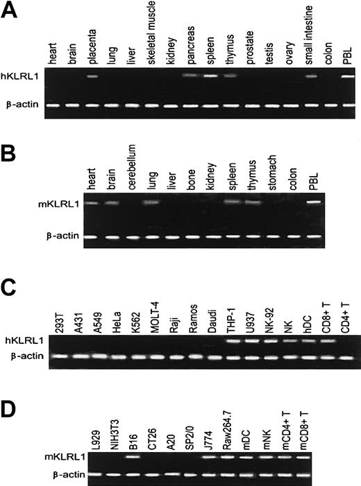 Figure 3. Tissue and cellular expression pattern of KLRL1. RT-PCR was performed with human and mouse KLRL1-specific primers on the following tissue and cells: (A) human adult multiple tissue cDNA (MTC) panels, (B) adult mouse normal tissues, (C) human hematopoietic cells and cell lines and solid tumor cell lines, and (D) mouse hematopoietic cells and cell lines and solid tumor cell lines. All the samples were similarly positive for β-actin.