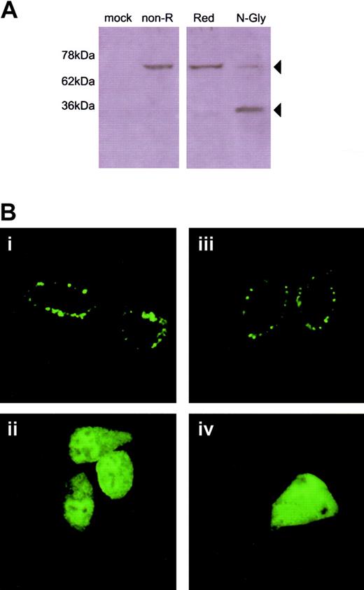 Figure 4. KLRL1 is expressed as a membrane-associated glycoprotein. (A) hKLRL1 transiently expressed in 293T cells is an N-linked glycoprotein. Lysates of 293T cells transiently transfected with phKLRL1/Flag or mock vector were analyzed by Western blot under nonreducing (Non-R, in the absence of 2-mercaptoethanol), reducing (Red, in the presence of 2-mercaptoethanol), or N-glycosidase F digestion (N-Gly) conditions. (B) Both human and mouse KLRL1 is expressed as a transmembrane protein. 293T cells and L929 cells were transiently transfected with phKLRL1-GFP (i), pmKLRL1-GFP expression vectors (iii), or GFP-alone control vectors (ii,iv), respectively, and fluorescence confocal microscopy analysis was performed 48 hours after transfection. Original magnification, ×900.