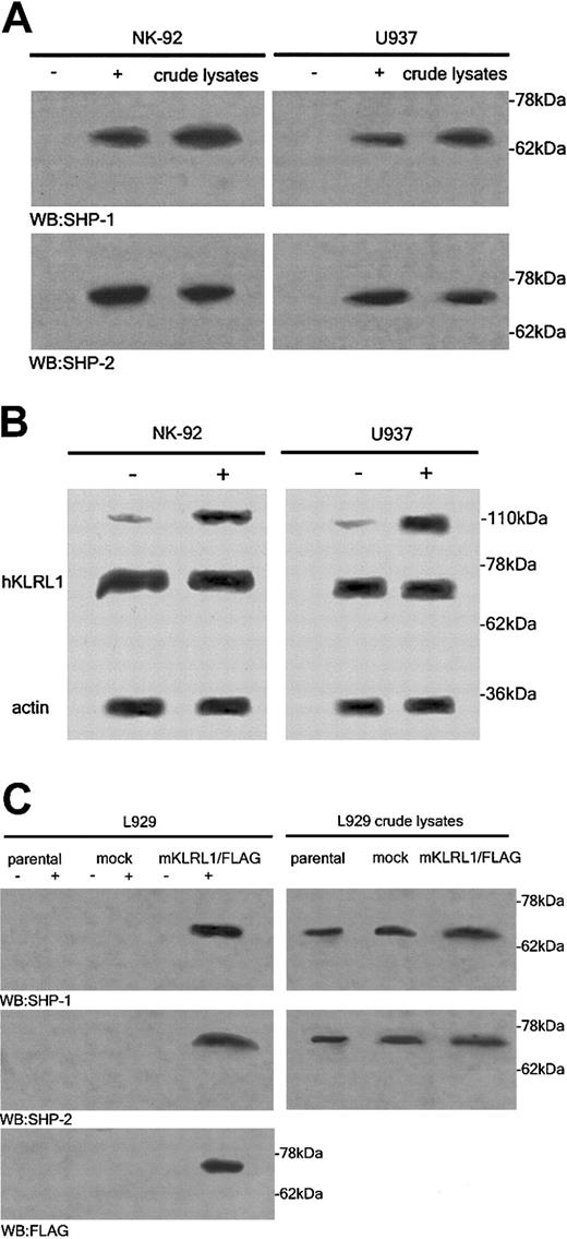 Figure 5. KLRL1/partner heterodimer associates with SHP-1 and SHP-2. (A) NK-92 and U937 cells were pretreated with pervanadate (+) or not (-), then digitonin lysates of the cells were incubated with HK13 and protein A beads, and precipitates were subjected to Western blot analysis with anti-SHP-1 and anti-SHP-2. (B) hKLRL1 forms a functional heterodimer with a putative partner molecule. Pervanadate stimulated (5 minutes at 37°C) (+) and unstimulated (-) NK-92 and U937 cells were lysed in 1% digitonin buffer and tested by Western blotting, using anti-hKLRL1 mAb HK13. (C) L929 cells transiently transfected with mouse KLRL1/Flag expression vector were pretreated with pervanadate (+) or untreated (-), then digitonin lysates of the cells were incubated with anti-Flag M2-agarose beads, and precipitates were subjected to Western blot analysis with anti-HP-1, anti-SHP-2, and anti-Flag antibodies. Crude lysates (right hand panels) served as a control. The data shown are representative of 3 independent experiments.