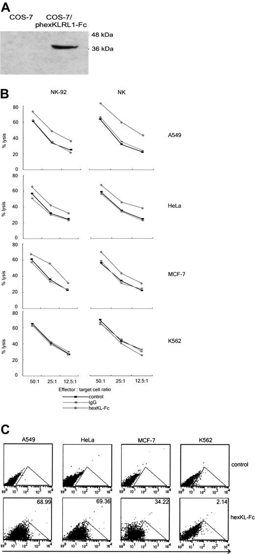 Figure 6. hKLRL1 inhibits NK cell cytotoxicity. (A) The purified hexKLRL1-Fc protein is expressed as an approximately 37-kDa fusion protein. The fusion protein was harvested from the supernatants of COS-7 cells transiently transfected with the phexKLRL1-Fc expression vector and purified by using Affi-Gel protein A-agarose columns. Protein expression in supernatants of untransfected COS-7 cells and phexKLRL1-Fc-transfected COS-7 cells was examined by Western Blot analysis by using anti-Fc antibody. (B) Pretreatment of target cells with hexKLRL1-Fc fusion protein enhances NK cell cytotoxicity, except in the case of K562 cells. Target cells (A549, HeLa, MCF-7, and K562 cells) were preincubated for 8 hours with hexKLRL1-Fc fusion protein (hexKL-Fc) or control IgG (20 μg/mL). Cell-mediated cytolysis was assayed by using IL-2-stimulated human polyclonal NK cells and NK-92 cells as effector cells. Target cells untreated with mAb were included as an additional control. All data represent median values of triplicate samples and are representative of 3 independent experiments. (C) Potential hKLRL1 ligands were present on the surface of A549, HeLa, and MCF-7 target cells but not on K562 cells. Flow cytometric analysis of A549, HeLa, MCF-7, and K562 cells stained with hexKLRL1-Fc fusion protein.