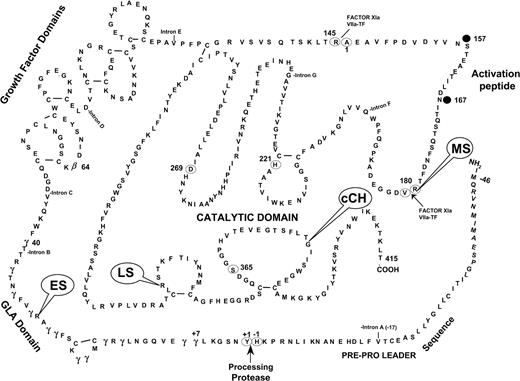 Figure 1. Location of human F.IX mutations on the secondary structure of F.IX. Each of the 4 mutations (ES, LS, MS, cCH) that were generated in the transgenic mice is indicated on the diagram. Adapted with permission from Yoshitake et al.54 Copyright 1985 American Chemical Society.