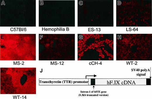 Figure 2. Immunofluorescent staining for human F.IX in livers of wild-type and transgenic mice. Original magnification ×200. (A) C57BL/6 mouse. (B) Mouse with severe hemophilia B due to targeted disruption of F.IX gene.7 (C) Mouse transgenic for human F.IX early stop variant. hF.IX is not detected. (D) Mouse transgenic for hF.IX late stop variant. F.IX protein is detected at levels comparable to those seen in the wild-type line (panel H). (E) Mouse transgenic for hF.IX carrying missense mutation (R180 → W). Line MS-2 has high circulating levels (8-10 μg/mL of mutant hF.IX protein. (F) Line MS-12, same transgene as in panel E, but lower circulating levels (0.5 μg/mL-1.6 μg/mL). (G) Mouse transgenic for Chapel Hill mutation, G381 → E (cCH-4 line, no detectable circulating F.IX levels). (H) Line WT-2, mouse transgenic for wild-type hF.IX, with circulating levels in normal range (3 μg/mL-5 μg/mL). (I) Line WT-14, mouse transgenic for wild-type hF.IX, with circulating levels in the supranormal range (20 μg/mL-40 μg/mL). (J) Map of construct used to generate transgenic mice. The human F.IX cDNA (or variants thereof) is interrupted by a 300-bp fragment of intron 1. Expression is driven by the murine transthyretin promoter, and an SV40 polyadenylation signal is added at the 3′ end.