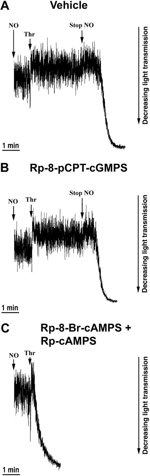 Figure 5. Effects of PKG and PKA inhibitors on the NO-mediated inhibition of the thrombin-induced shape change. Aspirin-treated and gel-filtered human platelets in the presence of CP/CPK were stimulated with thrombin (0.01 U/mL) and NO (1.1 × 10-10 mol NO/mL/min) after 30 minutes of preincubation with vehicle (water; A), 0.5 mM Rp-8-pCPT-cGMPS (B), or 0.5 mM Rp-8-Br-cAMPS plus 0.5 mM Rp-cAMPS (C). Traces are from a single experiment, representative of 3. The experimental conditions are as explained in the legend to Figure 1.