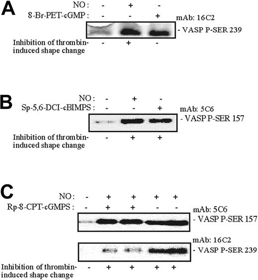 Figure 7. Effects of NO and selected cyclic nucleotide analogues on VASP Ser157 and VASP Ser239 phosphorylation. Aspirin-treated and gel-filtered human platelets were preincubated for 15 minutes in the absence or presence of a PKG activator (0.1 mM 8-Br-PET-cGMP) or PKA activator (0.2 mM SP-5,6-DCL-cBIMPS) or for 30 minutes with the PKG antagonist (0.5 mM Rp-8-pCPT-cGMPS). The platelets were then stimulated with thrombin (0.01 U/mL) alone or with NO (1.7 × 10-10 mol NO/mL/min) for 0.5 (A-B) or 1 minute (C) in the presence of CP/CPK. Shape change was monitored by light transmission, and aliquots were withdrawn for measurement of VASP phosphorylation using monoclonal anti-PSer157-VASP5C6 and anti-P-Ser239 antibodies as described in “Materials and methods.” The 5C6 antibody recognizes phosphorylated VASP-Ser157 preferentially phosphorylated by PKA, whereas the VASP-16C2 antibody recognizes phosphorylated VASP Ser239 preferentially phosphorylated by PKG. The results are from a single experiment representative of 3.