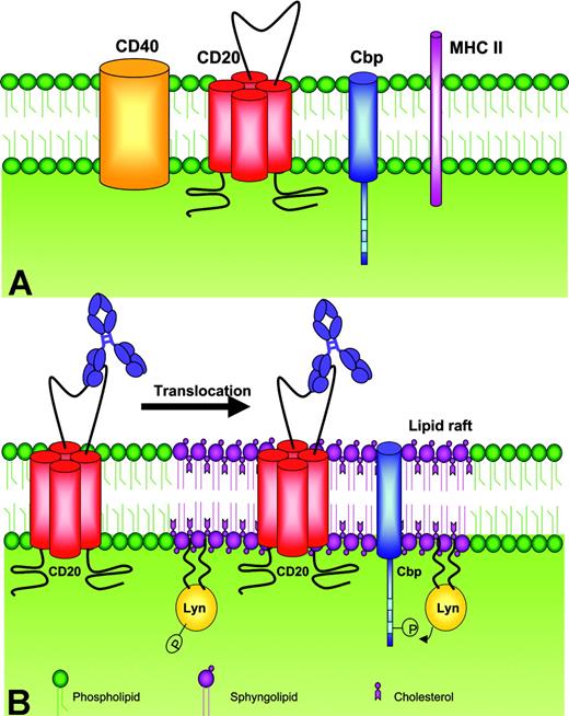Figure 1. CD20 antigen structure and organization into membrane bilayers. (A) The CD20 protein has 4 cell membrane-spanning domains with both the amino and carboxy termini of the protein located within the cytoplasm. CD20 is closely associated with other proteins, in particular the C-terminal src kinase-binding protein (Cbp), CD40, and major histocompatibility complex class II proteins (MHC II). (B) Antibody binding to CD20 induces rapid translocation of the molecule to lipid rafts. Cbp can concentrate the C-terminal Src kinases (Csk) such as Lyn, Flyn, or Lck, which phosphorylate Cbp, leading to induction of kinase activity.