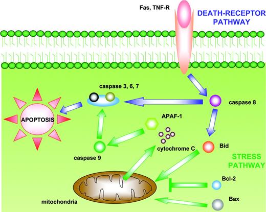 Figure 2. The 2 main apoptotic pathways. The “intrinsic” (mitochondrial) pathway is induced by intracellular stress signals leading to translocation of bcl-2 family members into the mitochondria. This induces alterations in mitochondrial permeability and consequent release of cytochrome C, which in association with apoptotic protease-activating factor 1 (APAF-1) activates caspase-9. The “extrinsic” (death-receptor) pathway is activated by the binding of ligands to tumor necrosis factor receptor (TNF-R) or FAS, inducing activation of caspase 8. Both caspase 8 and caspase-9 subsequently activate caspases-3, -6, and -7, which cleave substrates involved in the regulation of cell death.