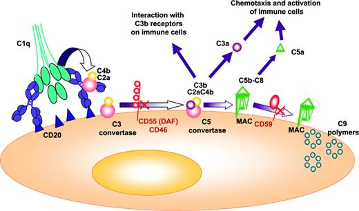 Figure 3. CDC classical pathway (IgG1, IgG3, IgM). The binding of the C1q component to Fc portions of IgG or IgM triggers a proteolytic cascade, resulting in the generation of large amounts of C3b. C3b molecules act as opsonins but also bind to the C3 convertase to form a C5 convertase, leading to the generation of the membrane attack complex (MAC), which kills the target.