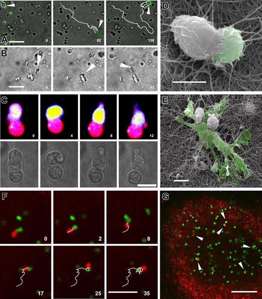 Figure 1. Cognate interactions of DO11.10 T cells with B cells within a 3-D collagen gel and in a lymph node in situ are long-lasting. Naive B cells or mature DCs were loaded with 100 μg/mL OVA peptide and embedded within a 3-D collagen matrix together with freshly prepared DO11.10 T cells. B cells had been labeled with CFSE or SNARF before embedding. Cell movements were recorded by time-lapse video-microscopy. (A) Formation and migration of a T cell-B cell pair (Supplemental Movie 1). The white line indicates the migration path taken over time. The B-T pair is stable over the entire observation period. For better visibility the relevant B-T pair has been enlarged by 50%. Five hours after culture set-up. (B) Interaction of a T cell with a DC (Supplemental Movies 3 and 4). Note that the interaction lasts only for 13 minutes. Twenty-five hours after culture set-up. (C) T cells receive a calcium signal on cognate interaction with naive B cells. A T cell is shown, which fluxes intracellular calcium while moving around a spot of contact with a naive B cell (Supplemental Movie 2). Thirty minutes after culture set-up. (D) SEM analysis of a cognate B-T pair fixed in the process of migration within 3-D collagen. (E) As in panel D, for a cluster of 3 T cells and 1 DC. B cells were stained with CFSE and injected into a Balb/c mouse together with cell tracker orange-stained DO11.10 T cells. Intravital imaging was performed in the inguinal lymph node. (F) A T-B pair migrating within the B cell follicle. Note the similarity of morphology as compared with the appearance in 3-D collagen. The path of the cell pair during migration is indicated (Supplemental Movie 11). Four hours after injection of T cells. (G) Multiple T-B pairs form at the T zone border and within a B-cell follicle (arrowheads, Supplemental Movie 12). Seven hours after injection of T cells. Scalebar: 100 μm (G), 50 μm (A,B,F), 10 μm (C-E). Numbers in panels A-C and F indicate minutes of real time.