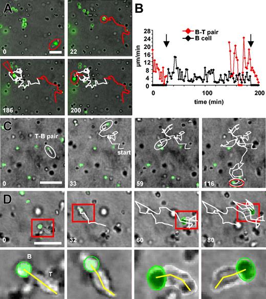 Figure 4. T-cell contact induces a stop signal in B cells. B-T pairs are pushed by T-cell movements and maintain a fixed contact plane. Naive OVA-loaded B cells were stained with CFSE and embedded within 3-D collagen together with fresh DO11.10 T cells. (A) A B cell is observed establishing 2 successive contacts to 2 distinct T cells and is only motile in the intervening time, whereas no T-cell contact is maintained (Supplemental Movie 6). An established B-T pair moves through the collagen pushed forward by T-cell movements (red path). Twenty-two minutes later, the B-T pair breaks up, and the B cell now moves by itself for the next 160 minutes (white path). Then the B cell is caught by a moving B-T pair (red arrowhead), whereby the T cell exchanges the previously contacted B cell for the new one. Again, the previously motile B cell stops all autonomous migration and is transported passively by the motile T cell (red path) 30 minutes after culture set-up. (B) Cell tracking analysis of the velocities of the cell-cell pairs and the free B cell during the events described in panel A. The B cell develops autonomous migration immediately after breaking of the contact to a T cell (arrow) and ceases migration immediately after engagement by another T cell (arrow). B-T pairs move at velocities of free T cells.7,10 (C) An exceptionally motile B-T pair covering a large distance (white path) within 116 minutes of observation. Note that the path makes many twists and turns (Supplemental Movie 7). Day 2 after culture set-up. (D) A close inspection of a motile B-T pair shows that, despite the pair's many turns (white path), the B cell (green) remains round and forms a fixed unit with the leading edge of the T cell. The uropod of the T cell is often at an angle relative to the B-T contact plane (yellow line). These movements of the T-cell uropod appear to generate the force for the movement of the entire B-T pair (Supplemental Movie 8). The lower row of panel D is an enhanced view of the cell-cell pair in the red box in the upper row of the panel. Day 3 after culture set-up. Scalebar: 50 μm (A,D), 100 μm (B). Numbers indicate minutes of real time.