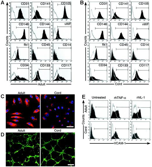 Figure 2. Phenotypic and functional analysis of adult and cord blood EPC-derived endothelial cells. (A-B) Immunophenotyping of cell monolayers derived from adult peripheral blood (AB; panel A) or umbilical cord blood (CB; panel B) EPC-derived ECCs by fluorescence cytometry. Cord blood and adult EPC-derived ECCs express CD31, CD141, CD105, CD146, CD144, VWF, and Flk-1 but do not express CD45 and CD14. Some cord blood and adult cells express CD34, CD133, and CD117. Shown are representative data from 18 independent experiments using different adult cell monolayers and 13 independent experiments using different cord blood cell monolayers with similar results. Isotype controls are overlaid in a gray line on each histogram for each surface antigen tested. (C) Adult and cord blood EPC-derived endothelial cells incorporate DiI-Ac-LDL (50 × magnification). A representative photomicrograph is shown for adult and cord blood EPC-derived endothelial cells, which have taken up DiI-Ac-LDL (red) and have also stained with DAPI (blue). Shown are representative data from 18 independent experiments using different adult cell monolayers and 13 independent experiments using different cord blood cell monolayers with similar results. Scale bar represents 100 μm. (D) Adult and cord blood EPC-derived endothelial cells expressing EGFP were plated in Matrigel for the formation of capillary-like structures (50 × magnification). Shown are representative data from 18 independent experiments using different adult cell monolayers and 13 independent experiments using different cord blood cell monolayers with similar results. Scale bar represents 100 μm. (E) Adult and cord blood EPC-derived endothelial cells up-regulate the cell-surface expression of VCAM-1 in response to either rhTNF-α or rhIL-1. Shown are representative data from 18 independent experiments using different adult cell monolayers and 13 independent experiments using different cord blood cell monolayers with similar results. The isotype control for VCAM-1 is overlaid in a gray line on each histogram.