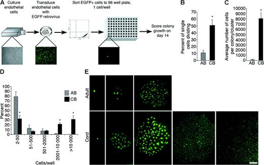 Figure 5. Quantitation of the clonogenic and proliferative potential of single cord blood and adult endothelial cells derived from EPC colonies. (A) Schematic of single-cell assays using endothelial cells derived from adult or cord EPC colonies. (B) The percentage of single adult peripheral blood (AB) or umbilical cord blood (CB) EPC-derived endothelial cells undergoing at least 1 cell division after 14 days of culture. Results represent the average ± SEM of 5 independent experiments using single endothelial cells derived from different donors. *P < .01 by Student paired t test. (C) Average number of cell progeny derived from a single adult (AB) or cord (CB) EPC-derived endothelial cell after 14 days in culture. Results represent the average ± SEM of 5 independent experiments using single endothelial cells derived from different donors. *P < .01 by Student paired t test. (D) Number of cell progeny derived from a single adult (AB) or cord (CB) EPC-derived endothelial cell in an individual well after 14 days of culture. Results represent the average ± SEM of 5 independent experiments. *P < .01 by Student paired t test. (E) Representative photomicrographs (50 × magnification) of the different endothelial cell clusters (fewer than 50 cells) or colonies (more than 50 cells) derived from a single cord blood or adult EPC-derived endothelial cell. Results are representative of 4 other independent experiments using cells from different donors. Scale bar represents 100 μm.