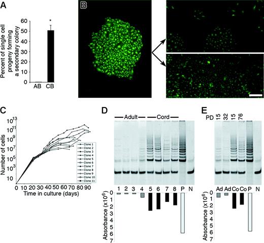 Figure 6. Replating potential and long-term culture of the cell progeny derived from a single cord blood or adult EPC-derived endothelial cell. (A) Percentage of the cell progeny derived from a single adult peripheral blood (AB) or umbilical cord blood (CB) EPC-derived endothelial cell, which formed secondary colonies or rapidly grew to cell confluence after 7 days of culture in a 24-well tissue culture plate. Results represent the mean ± SEM of 4 independent experiments using cells derived from 4 different donors. *P < .01 by Student paired t test. (B) A representative photomicrograph (50 × magnification) of the primary colony (left panel) or the secondary endothelial cell colonies or confluent cell monolayers (right panels) derived from the cell progeny of a single plated cord blood EPC-derived endothelial cell in a 24-well plate after 7 days in culture. Arrows indicate either secondary colonies (top right panel) or a confluent monolayer of ECs (bottom right panel) derived from the primary colony. Scale bar represents 100 μm. (C) Growth kinetics of the cell progeny of 11 single-plated EPC-derived endothelial cells isolated from 3 different cord blood donors in long-term culture. ▪ indicates the total number of cells at each passage. (D) Telomerase activity of early-passage adult (lanes 1-4) and cord (lanes 5-8) blood EPC-derived endothelial cells isolated from different donors. Adult and cord cells were tested at a CPDL of 15. P indicates telomerase activity in HeLa cells, which were used as a positive control, and N indicates a negative control. (E) Comparison of telomerase activity of early- and late-passage adult (Ad) and cord (Co) blood EPC-derived endothelial cells. PD indicates the cumulative population doubling level of the cells tested. P indicates telomerase activity in HeLa cells, which were used as a positive control. N indicates a negative control. Three other experiments using early- and late-passage cord blood and adult EPC-derived endothelial cells from 3 different donors showed similar results.