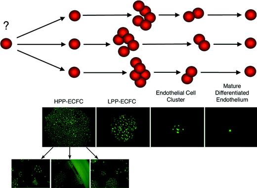 Figure 7. Model of an endothelial progenitor cell hierarchy based on the proliferative and clonogenic potential of discrete populations of progenitor cells. HPP-ECFCs are large colonies that form secondary and tertiary colonies on replating. HPP-ECFCs give rise to all subsequent stages of endothelial progenitors in addition to replating into secondary HPP-ECFCs. LPP-ECFCs form colonies that contain more than 50 cells but do not form secondary colonies or LPP-ECFCs on replating. Endothelial cell clusters can arise from a single cell but contain fewer than 50 cells that are typically larger than the smaller cells found in HPP-ECFC and LPP-ECFC colonies. Mature, terminally differentiated endothelial cells do not divide.