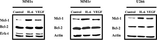 Figure 2. VEGF triggers up-regulation of Mcl-1 in HMCLs. HMCLs (MM1s, MM1r, and U266) were starved overnight in RPMI 1640 with 0.5% FBS and then cultured in the absence or presence of VEGF (50 ng/mL) or IL-6 (50 ng/mL) for 6 hours. Cell lysates (30 μg in each lane) were analyzed by Western blot analysis with Mcl-1, Bcl-2, and Actin or Erk-1/2 antisera. Actin and Erk-1/2 were used as loading controls. Shown is 1 representative experiment of 3.