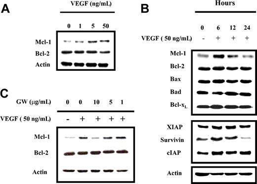 Figure 3. VEGF triggers time- and dose-dependent protein expression in MM1s cells, which is specifically inhibited by GW654652. (A) VEGF triggers dose-dependent up-regulation of Mcl-1 expression in MM1s cells. MM1s cells were starved overnight in RPMI 1640 supplemented with 0.5% FBS, followed by culture in the presence or absence of the indicated doses of VEGF for 6 hours. Cell lysates (30 μg) were investigated by Western blot analysis with indicated antisera. Actin was used as a loading control. (B) VEGF triggers time-dependent modulation of protein expression in MM1s cells. MM1s cells were cultured overnight in RPMI 1640 supplemented with 0.5% FBS, followed by culture with VEGF (50 ng/mL) for 6 hours. Cell lysates (30 μg) were studied by Western blot analysis with indicated antisera. Actin served as a loading control. (C) VEGF-triggered Mcl-1 up-regulation is inhibited by GW654652. After overnight starvation followed by addition of the indicated doses of GW654652 (1 hour), cells were cultured in presence or absence of 50 ng/mL VEGF (6 hours). Cells lysates (30 μg) were analyzed by Western blot analysis. Shown is 1 representative experiment of 3.