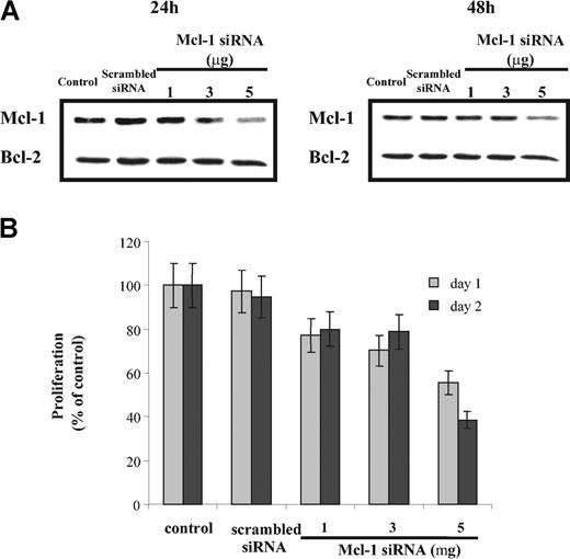Figure 4. Treatment with Mcl-1 siRNA decreases MM cell proliferation. (A) Down-regulation of Mcl-1 expression in a dose-dependent manner by Mcl-1 siRNA. MM1s cells were transfected with indicated doses of Mcl-1 siRNA (and scrambled siRNA, 5 μg). Mcl-1 expression was determined by Western blot analysis at 24 hours (left) and 48 hours (right). Whole-cell lysates of MM1s cells served as an additional control. Because no change in Bcl-2 expression was observed, Bcl-2 is used as a loading control. (B) Transfection of Mcl-1 siRNA inhibits MM1s proliferation. After transfection with Mcl-1 siRNA or scrambled siRNA (5 μg), 2 × 104 MM1s cells per well were cultured for 24 and 48 hours. Proliferation assays were performed as described in “Materials and methods.” Nontransfected cells served as an additional control. Results shown are the percentage of 3H-thymidine incorporation compared with control. Shown is 1 representative experiment of 3; error bars indicate standard deviation.