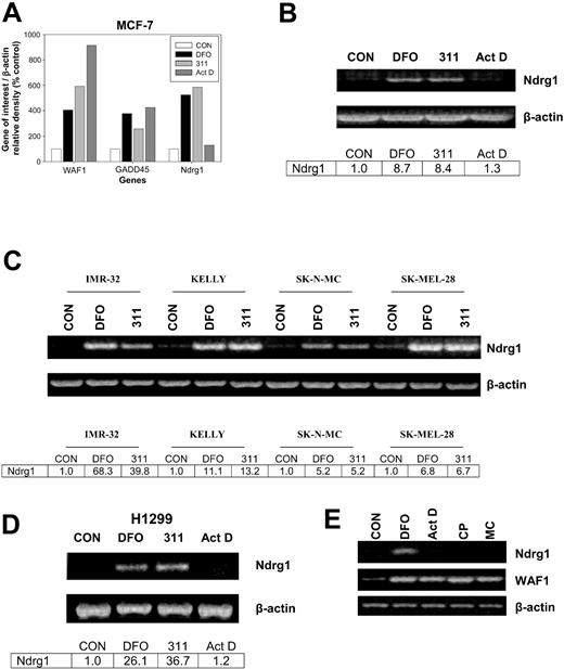 Figure 1. The effect of Fe chelators and DNA-damaging agents on Ndrg1 expression. (A) Densitometric analysis of gene array data demonstrating marked up-regulation of Ndrg1 mRNA expression after incubation of MCF-7 cells with the chelators desferrioxamine (DFO) and 2-hydroxy-1-naphthylaldehyde isonicotinoyl hydrazone (311) but not the DNA-damaging agent actinomycin D (Act D). (B) Semi-quantitative RT-PCR demonstrates that Ndrg1 mRNA is markedly up-regulated after incubation of MCF-7 cells with DFO or 311. (C) Chelators up-regulate the expression of Ndrg1 mRNA in multiple cell lines. (D) The p53-independent induction of Ndrg1 mRNA following Fe chelation with DFO or 311 in the H1299 p53 mutant cell line. (E) The chelator DFO, but not Act D, cisplatin (CP), or mitomycin C (MC), increases Ndrg1 mRNA expression. Cells were incubated for 24 hours at 37°C with either 311 (25 μM), DFO (250 μM), Act D (5 nM), CP (20 μM), or MC (30 μM), and the RNA was isolated and then used for (A) gene array analysis using GEArray Q series membranes (Superarray), or (B-E) semiquantitative RT-PCR analysis (see “Materials and methods” for details). (A-D) Densitometry was performed and gene expression then calculated relative to the β-actin control. Results in panel A show a typical experiment from 2 performed, and panels B to E show a typical experiment from 3 performed.