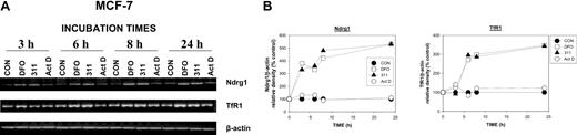 Figure 2. Up-regulation of Ndrg1 mRNA levels after Fe chelation with DFO and 311 is rapid but is not induced by the DNA-damaging agent Act D. (A) MCF-7 cells were incubated with DFO (250 μM), 311 (25 μM), or Act D (5 nM) for 3 to 24 hours at 37°C. (B) The expression of Ndrg1 and TfR1 mRNA was then assessed by semiquantitative RT-PCR (described in “Materials and methods”). Densitometry was performed, and gene expression was then calculated relative to the β-actin control. Results show a typical experiment from 3 performed.