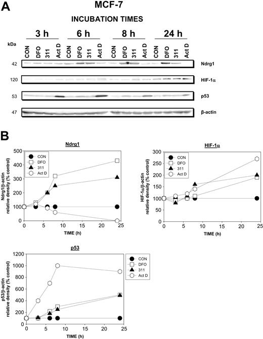 Figure 3. Ndrg1 protein levels were up-regulated after Fe chelation with DFO and 311 but was not induced by the DNA-damaging agent Act D. (A) MCF-7 cells were incubated with DFO (250 μM), 311 (25 μM), or Act D (5 nM) for 3 to 24 hours at 37°C. Protein was then isolated and Western blot analysis was performed (see “Materials and methods” for details). (B) Densitometry was performed, and protein expression was then calculated relative to the β-actin control. Results show a typical experiment from 3 performed.