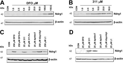 Figure 4. The effect of Fe chelators or Fe complexes on Ndrg1 protein levels in MCF-7 cells. (A) High concentrations of DFO (100-150 μM) were required to markedly increase Ndrg1 protein levels. (B) Concentrations of 311 of only 2.5 μM or more were required to increase Ndrg1 protein levels. (C) Membrane-permeable chelators such as DFO, 311, Dp44mT, and L1 increase Ndrg1 protein levels. (D) Only Fe chelators that show high-antiproliferative activity and Fe chelation efficacy increase Ndrg1 protein levels when examined at 25 μM. MCF-7 cells were incubated for 24 hours at 37°C with the chelators or Fe complexes, and the expression of Ndrg1 and β-actin protein levels was assessed by Western blotting (see “Materials and methods” for details). Results show a typical experiment from 3 performed.