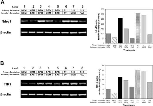 Figure 5. The increase in Ndrg1 and TfR1 mRNA following Fe deprivation with DFO and 311 can be reversed with the Fe donor, ferric ammonium citrate. MCF-7 cells were incubated with control medium (minimum essential medium; MEM), DFO (250 μM), or 311 (25 μM) for 14 hours at 37°C (primary incubation). This medium was then removed, and the cells were then reincubated for 14 hours at 37°C with either control media (MEM) or media containing either the Fe donor ferric ammonium citrate (FAC; 100 μg/mL), DFO (250 μM), or 311 (25 μM) (secondary incubation). The expression of (A) Ndrg1 and (B) TfR1 mRNA levels (positive control) were then assessed by using semiquantitative RT-PCR (described in “Materials and methods”). Densitometry was performed, and gene expression was then calculated relative to the β-actin control. Results show a typical experiment from 3 performed.