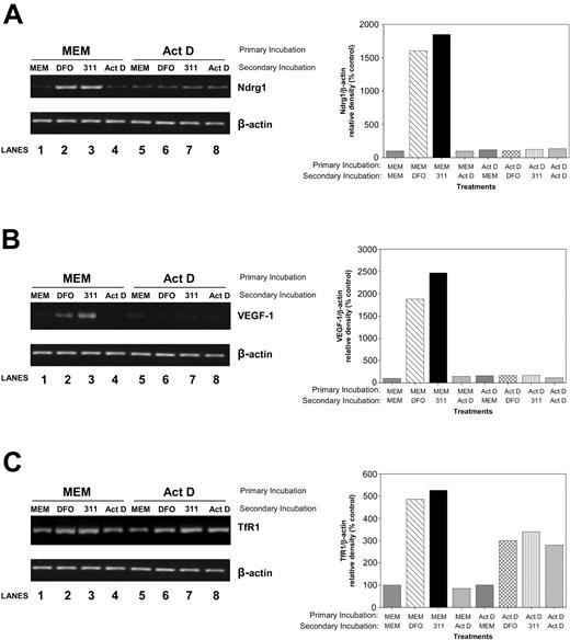 Figure 6. Studies using the transcriptional inhibitor, Act D, demonstrate that the induction of Ndrg1 is transcriptionally regulated following Fe chelation. MCF-7 breast cancer cells were preincubated for 2 hours at 37°C with either control media or media containing the transcriptional inhibitor, Act D (4 μM). This media were then subsequently removed and replaced with control media (MEM) or media containing either DFO (250 μM), 311 (25 μM), or Act D (4 μM) for an additional 6 hours at 37°C. The mRNA levels for Ndrg1 (A), VEGF-1 (B), and TfR1 (C) were then assessed by using semiquantitative RT-PCR (described in “Materials and methods”). Densitometry was performed, and gene expression was then calculated relative to the β-actin control. Results are a typical experiment from 3 performed.