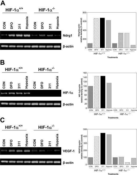 Figure 7. The up-regulation of Ndrg1 mRNA occurs by a HIF-1α-independent mechanism in cells deficient in the expression of the latter molecule. Wild-type (HIF-1α+/+) and HIF-1α-knockout (KO; HIF-1α-/-) murine embryo fibroblasts (MEFs) were incubated with either DFO (250 μM), 311 (25 μM), or hypoxia (0.5% O2) for 8 hours at 37°C, and their RNA was extracted for the analysis of (A) Ndrg1, (B) HIF-1α, or (C) VEGF-1 by using semiquantitative RT-PCR (described in “Materials and methods”). Densitometry was performed, and gene expression was then calculated relative to the β-actin control. Results are a typical experiment from 3 performed.