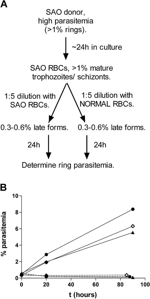Figure 2. Invasion of SAO RBCs in culture by parasite isolates obtained from SAO individuals. (A) Schematic representation of the experimental procedure used. (B) Invasion of normal (continuous lines) or SAO (discontinuous lines) RBCs by 3 independent isolates obtained from SAO individuals. ▴, •, and ⋄ correspond to the 3 different isolates. Time zero corresponds to the time point at which cultures were diluted 1:5 with either normal or SAO RBCs.