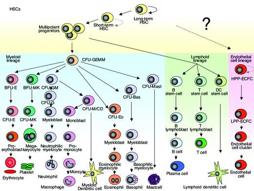 Hierarchy of hematopoietic/endothelial stem cell differentiation. The model proposed by Ingram and colleagues implies that endothelial cell differentiation is hierarchical in nature and similar to the differentiation model of the myeloid and lymphoid lineage. The existence of a common progenitor cell that gives rise to both endothelial cells and hematopoietic cells in the adult human bone marrow is of great interest but still remains controversial. The curved arrow indicates self-renewing ability. HSC indicates hematopoietic stem cell; CFU-GEMM, colony-forming unit granulocyte erythrocyte monocyte macrophage; BFU-E, erythroid burst-forming unit; BFU-MK, megakaryocyte burst-forming unit; CFU-GM, granulocyte macrophage colony-forming unit; CFU-G; granulocyte colony-forming unit; CFU-E, erythroid cluster-forming unit; CFU-Eo, eosinophil colony-forming unit; CFU-Baso; basophil colony-forming unit; CFU-Mast; mast cell colony-forming unit; HPP-ECFC, high proliferative potential-endothelial colony-forming cells; LPP-ECFC, low proliferative potential-endothelial colony-forming cells; and EC-cluster, endothelial cell cluster.